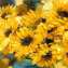Artwork title: Sunflowers (private collection). Artist: Diana Sadikova