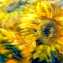 Artwork title: Sunflowers. Artist: Liliya Pozdnyakova