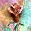 Artwork title: Rose (private collection). Author: Vladimir Grigoryan